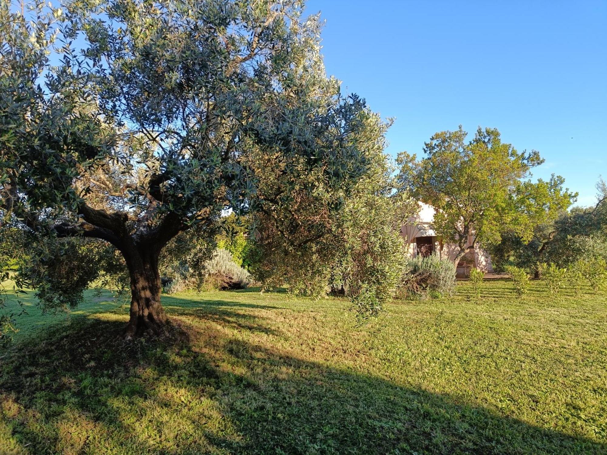 Agriturismo Fontelupo 브라치아노 외부 사진